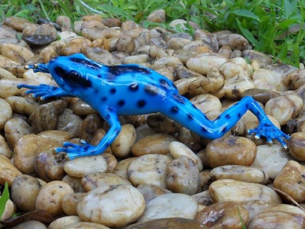 Bronzefigur Regenwaldfrosch Blau